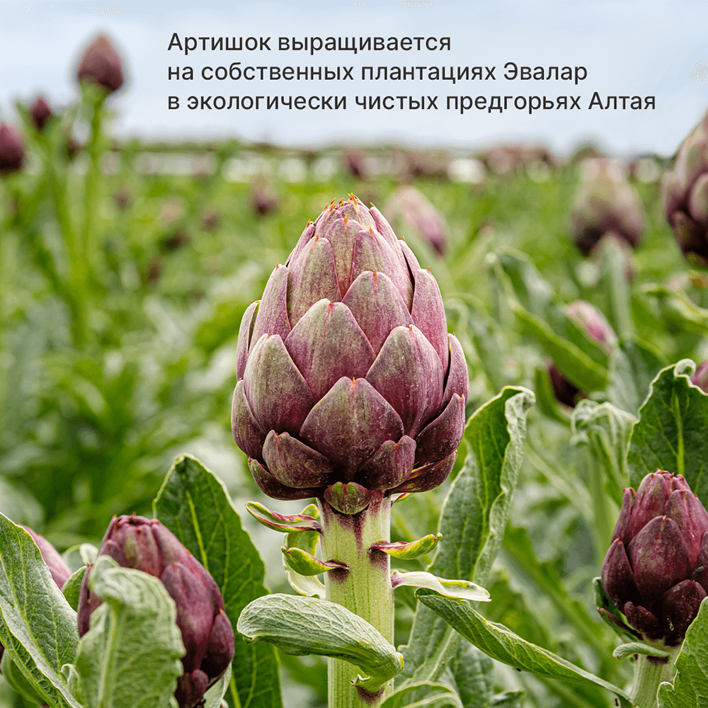 Хофицин Эвалар 200 мг таблетки, 180 шт.